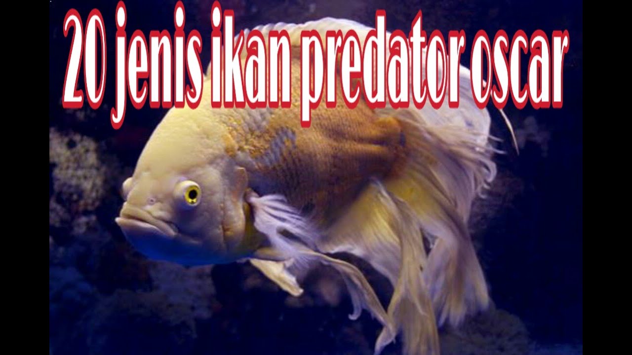 20 Jenis ikan si Oscar Oasis 😂😂😂 