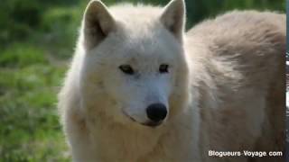 Parc Animalier de Sainte Croix en Lorraine