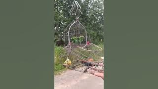 SUARA BURUNG : Kemade Kepala Merah Pikat Gacor Buat Masteran