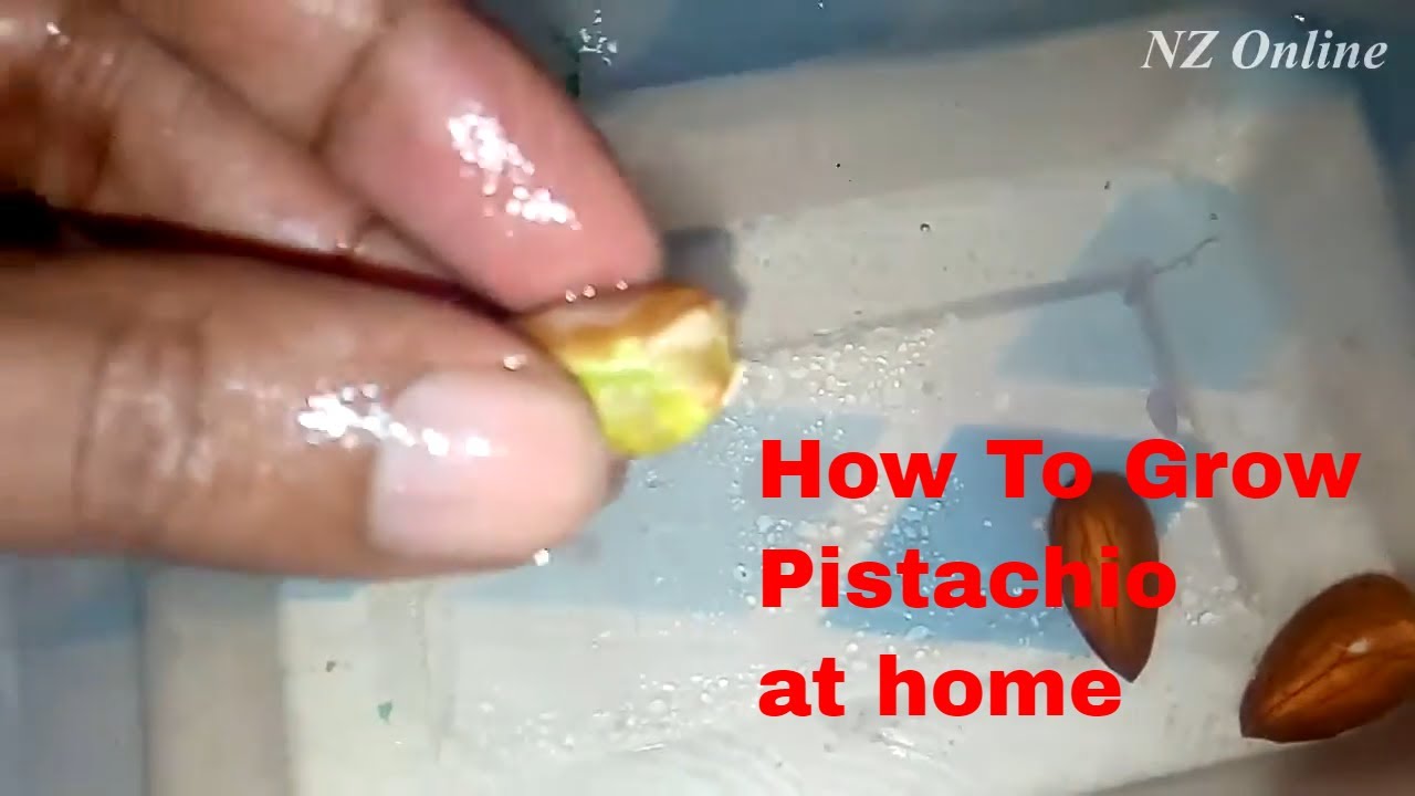 how to grow pistachios at home 