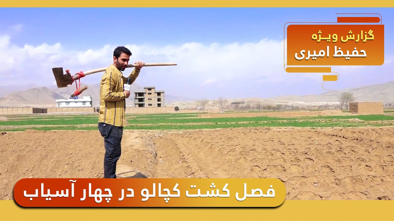 Potato growing season in Chahar Asyab, Hafiz Amiri reports / فصل کشت