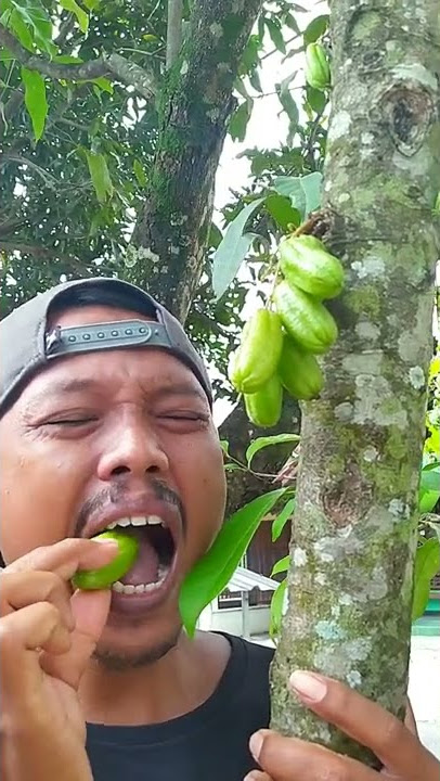 SEGERNYA MENGGODA..!! MAKAN BUAH BELIMBING WULUH LANGSUNG DARI POHONNYA..#shorts