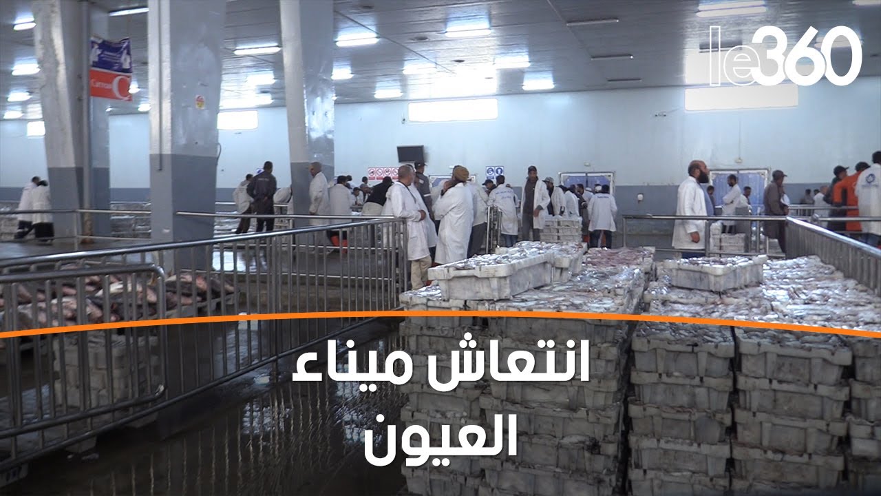 انتعاش الحركة الاقتصادية بميناء العيون تزامنا مع انطلاق موسم صيد الأخطبوط