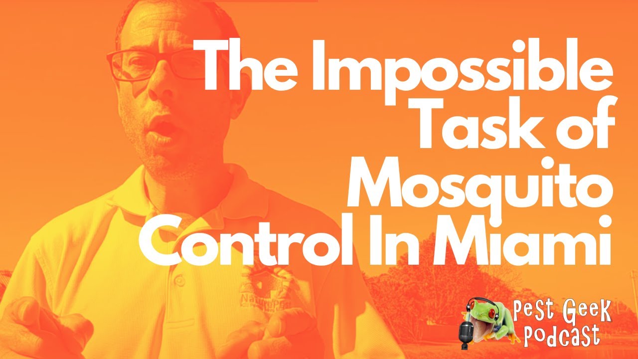 How to Manage Mosquito Infestation in Miami: Tackling the Impossible Task of Mosquito Control