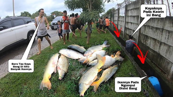 What a scene..!! Due to the flood, thousands of residents are fighting over the fish that came ou...