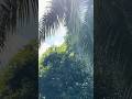 #seychelles #silhouette #palmtrees #hiltonhotel #naturebeauty #travelstories #travel #coconut