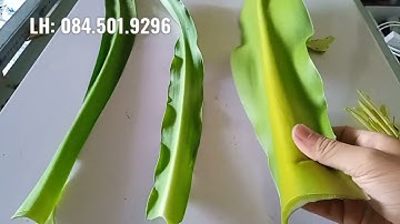 Phân biệt cây trinh nữ hoàng cung, náng hoa trắng, đại tướng quân ( LH 0845019296)