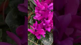 Цикламен цветок #shorts cyclamen