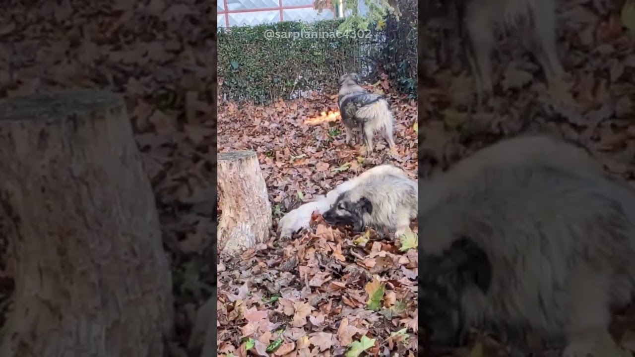 This Puppy Really Wants Attention #shortdogvideo