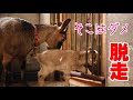 脱走する赤ちゃんヤギ…お母さんヤギの行動は？　生後四日目で外の世界をみる　"こまめの赤ちゃんここまめ(仮)"　手作りヤギ牧場　吉懸牧場　2021年1月20日
