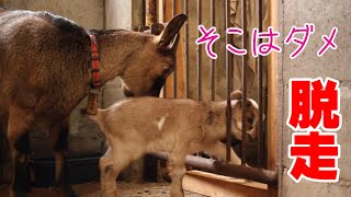脱走する赤ちゃんヤギ…お母さんヤギの行動は？　生後四日目で外の世界をみる　"こまめの赤ちゃんここまめ(仮)"　手作りヤギ牧場　吉懸牧場　2021年1月20日