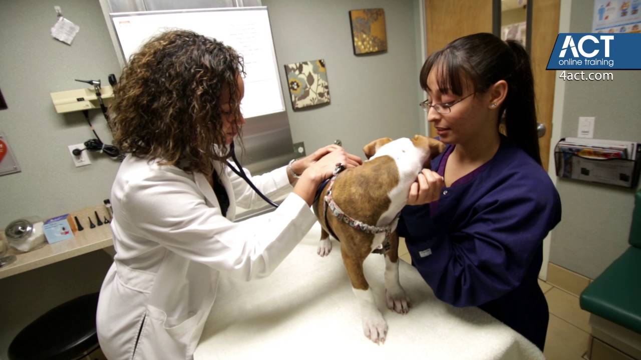 ccac veterinary – CollegeLearners.com