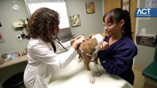 The Importance of a Certified Veterinary Assistant (CVA) Featuring Dr. Bernadine Cruz