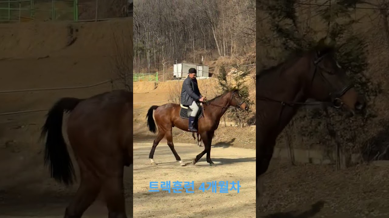 #승마#초보승마#산악승마외승#고려승마클럽