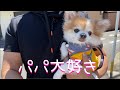 犬との散歩　昔とは違うけれど11歳のチワワとのんびりゆっくりとした時間を楽しんできました♪