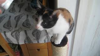 どこでもツメとぎタワー　S→ハイタイプ