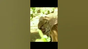 Africa Wild Animals And Wild Animals Things Malamala Safari Moments Animals2021 Wildanimals Lion 