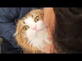 【笑】娘とパパが抱っこした時のもふ猫の反応の違いが露骨です