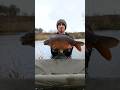 Double take madness!! #fishing #carp #fishingvideo #carpfishing #carplife #fish #angling #lake #fun
