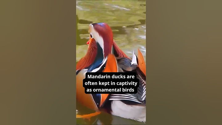 The mandarin duck , A pretty and distinctive little waterbird #shorts