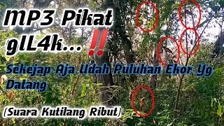 Suara Pikat G!LAK‼️,Sekali Putar Burung Sehutan Di Buat Kocar Kacir (Suara Kutilang Ribut)