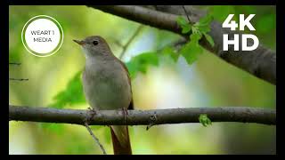 Незабываемое Пение соловья | Nightingale Singing