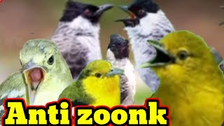 mp3 suara pikat kutilang ribut kombinasi sirtu/cipoh ribut anti zoonk