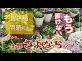 「園芸」「置き場所問題」庭が狭ければこれやって下さい 「入れ替え・ダウンサイズ ・切り戻し」全部さよならで置き場確保