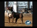 Perfect huge giant biggest largest xxl blue bully pit bull bgks cujo bully big head pitbull