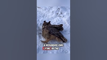 The crow saved an injured owl, and then this happened #rescue #owl