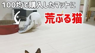 100均のマットが大好きすぎて荒ぶる猫