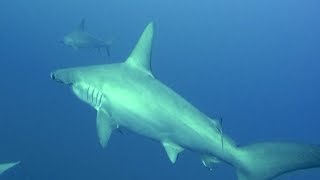 HAMMERHEAD SHARKS AT DAEDALUS REEF - RED SEA, EGYPT