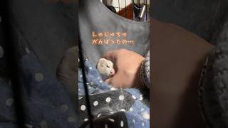 がんばったの #フェレット #フェレットのいる生活 #フェレットワールド #可愛い #ferret #マーシャルフェレット #animals #cute #癒し