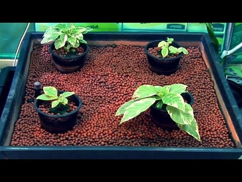 How To Know The Different Types Of Hydroponic Garden System