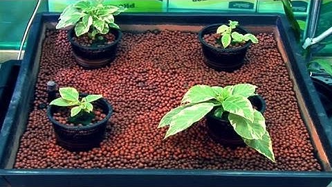 How To Know The Different Types Of Hydroponic Garden System