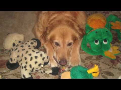 Golden Retriever Memorial For Tanner