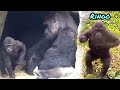 Ringo grabs dad’s food😆🤣💦|D&#39;jeeco Family|Gorilla|Taipei zoo