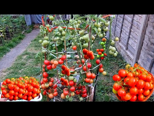 Growing tomatoes in a grow bag - Mud & Bloom