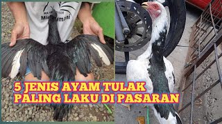 5 JENIS AYAM TULAK PALING LARIS N BANYAK DI CARI