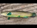 How To Catch Green Bowfin.  Spawning Male Bowfin Fishing.