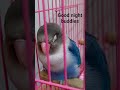 #lovebird #cute #lovely #innocent #birdlovers #birds #parrot #petbirds #viral