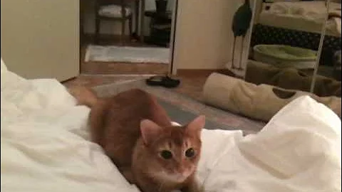 Watch the video about Dagobert Somali cat