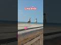 #seagulls #nature#seagullsounds #naturelovers #birds #funny #ytshorts
