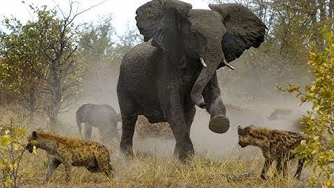 Incredible Baboon, Warthog Save Baby From Cheetah & Leopard - Elephant Rescue Leopard From Hyenas