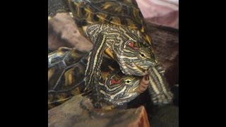 Red Eared Sliders , 2 on a Meal Worm...