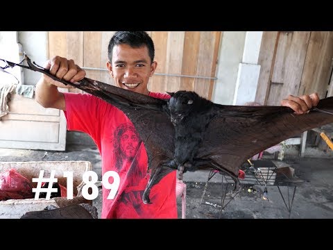 VLOG #189 JE GOÛTE DE LA CHAUVE-SOURIS POUR LE DÉJEUNER? VLOG #189 JE GOÛTE DE LA CHAUVE-SOURIS POUR LE DÉJEUNER?