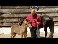 Ducation dun poulain dun mois et demi  foal handling