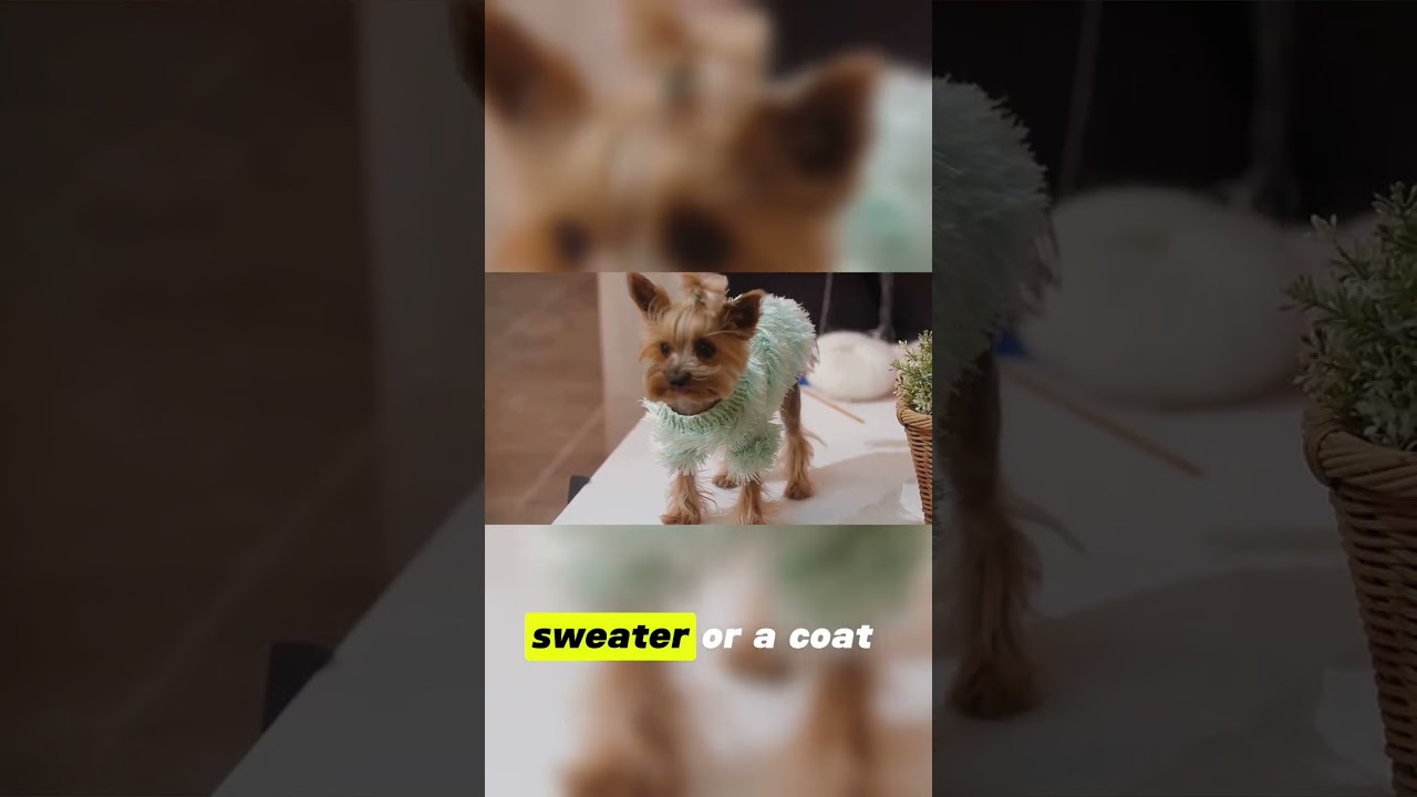 Living with a Peruvian Hairless Dog Insights & Tips 🏠