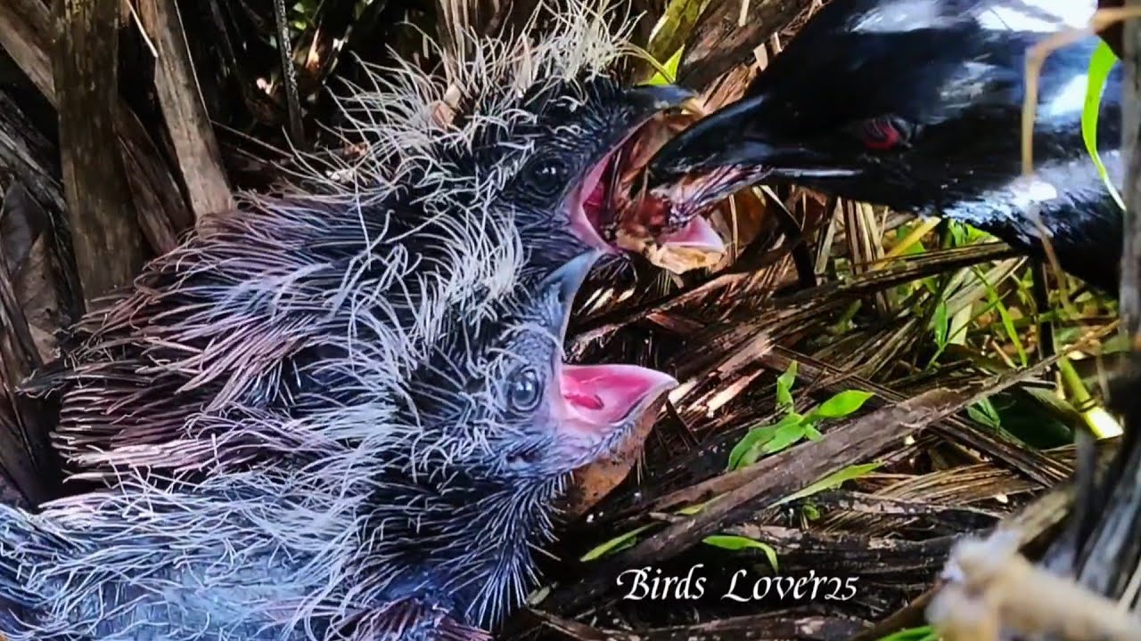 Coucal chicks eat horned beetles