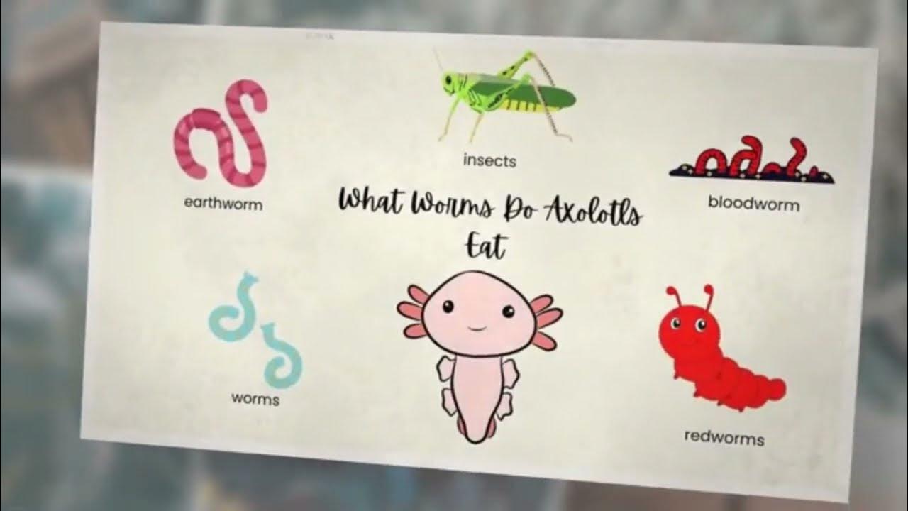 What worms do axolotls eat 5 best worms to feed your axolotls youtube